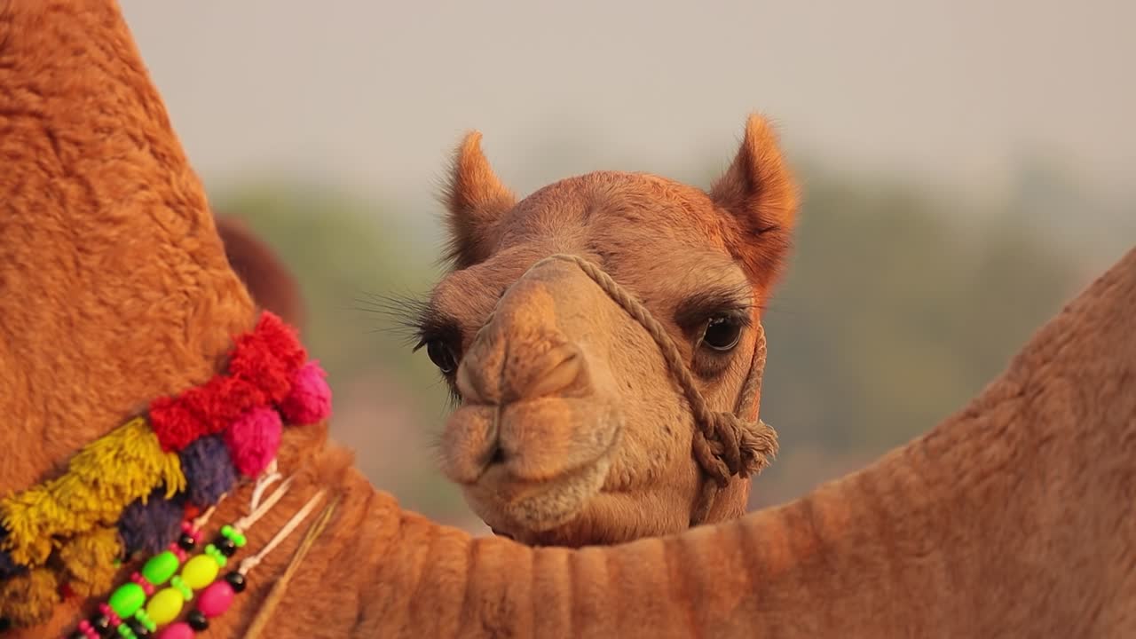 camellos en cámara lenta en la feria de pushkar, también llamada feria de camellos de pushkar o localmente como kartik mela es una feria anual de varios días de ganado y cultural que se celebra en la ciudad de pushkar rajasthan, india.