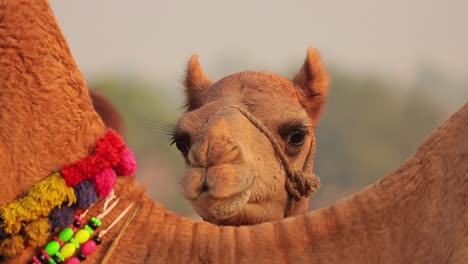 Camels-in-slow-motion-at-the-Pushkar-Fair,-also-called-the-Pushkar-Camel-Fair-or-locally-as-Kartik-Mela-is-an-annual-multi-day-livestock-fair-and-cultural-held-in-the-town-of-Pushkar-Rajasthan,-India.