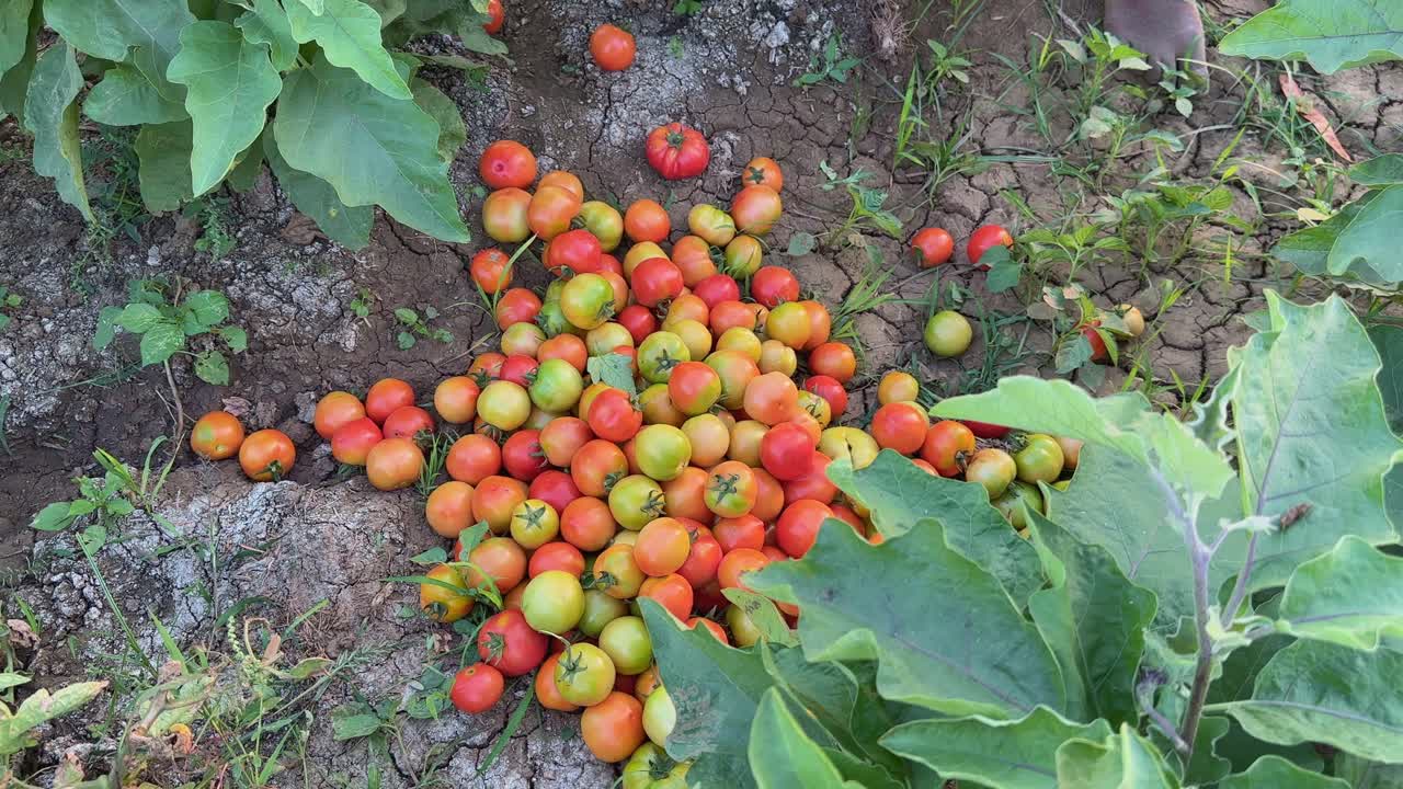 tracking shot of freshly harvest tomatos in the farm field