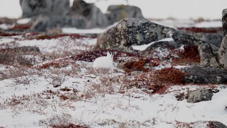 Una-Liebre-ártica-En-Busca-De-Una-Sabrosa-Vegetación-De-Tundra-Entre-La-Nieve-De-Principios-De-Invierno-Cerca-De-Churchill,-Manitoba,-Canadá