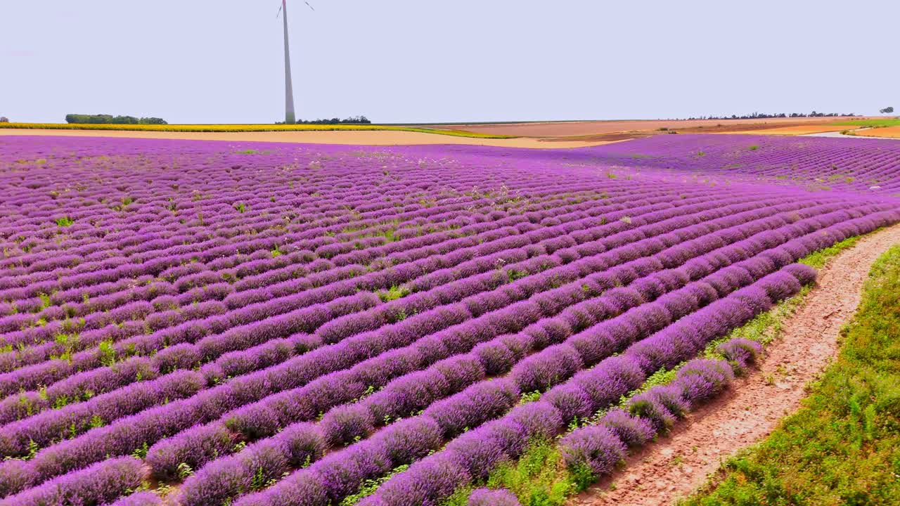 una pintoresca escena de vibrantes campos de lavanda bañados en el cálido resplandor del sol - fotografía aérea de un dron