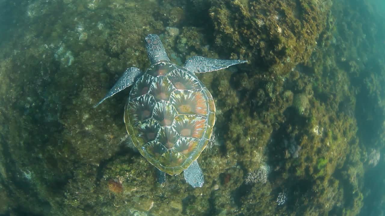 siguiendo a una tortuga marina verde mientras nada en el océano