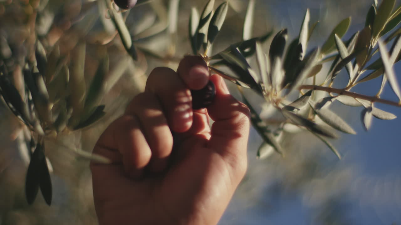 Picking Olives from the Tree