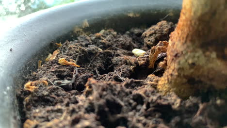 A-piece-of-orange-tree-in-a-flower-pot,-brown-earth-around-the-tree,-the-flower-pot-stands-on-a-window-sill-in-the-house-by-the-window