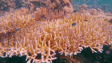 toma cinematográfica en cámara lenta de un enjambre de peces sobre corales amarillos en aguas claras en un día brillante y soleado en 4k, 120fps, slomo