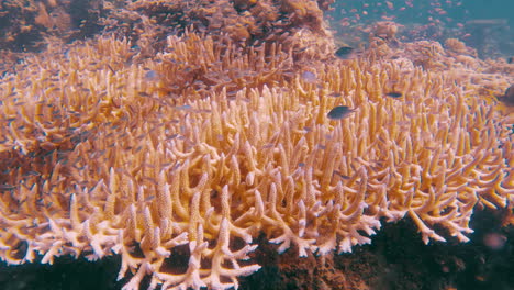 cinematic slow motion shot of a fish swarm over yellow corals in clear waters on a bright and sunny day in 4k, 120fps, slomo