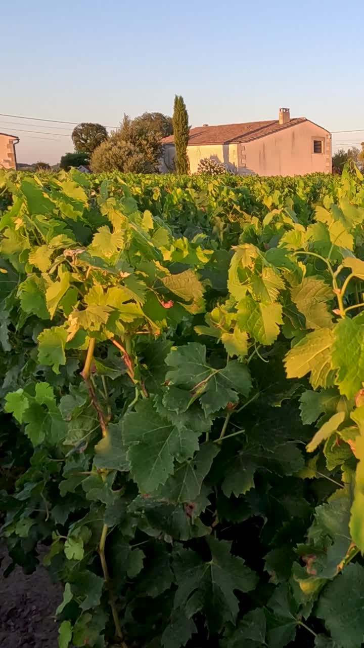 viñedos tomando el sol en el cálido resplandor del atardecer