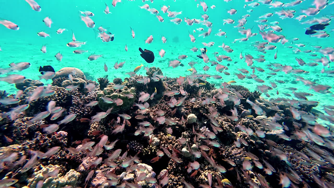 Vivace e colorata barriera corallina tropicale brulicante di pesci tropicali