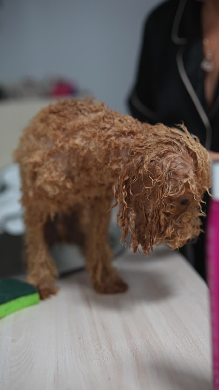 sesión de aseo de perros