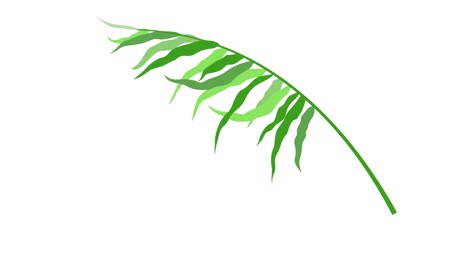 hoja tropical de diferentes tonos verdes en pantalla blanca. animación 2d. movimiento de plantas exóticas de la selva diseño. video de stock 4k con canal alfa