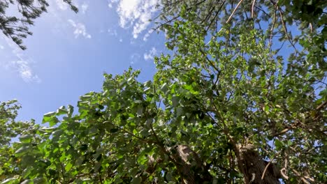 pine trees swaying gently in summer breeze