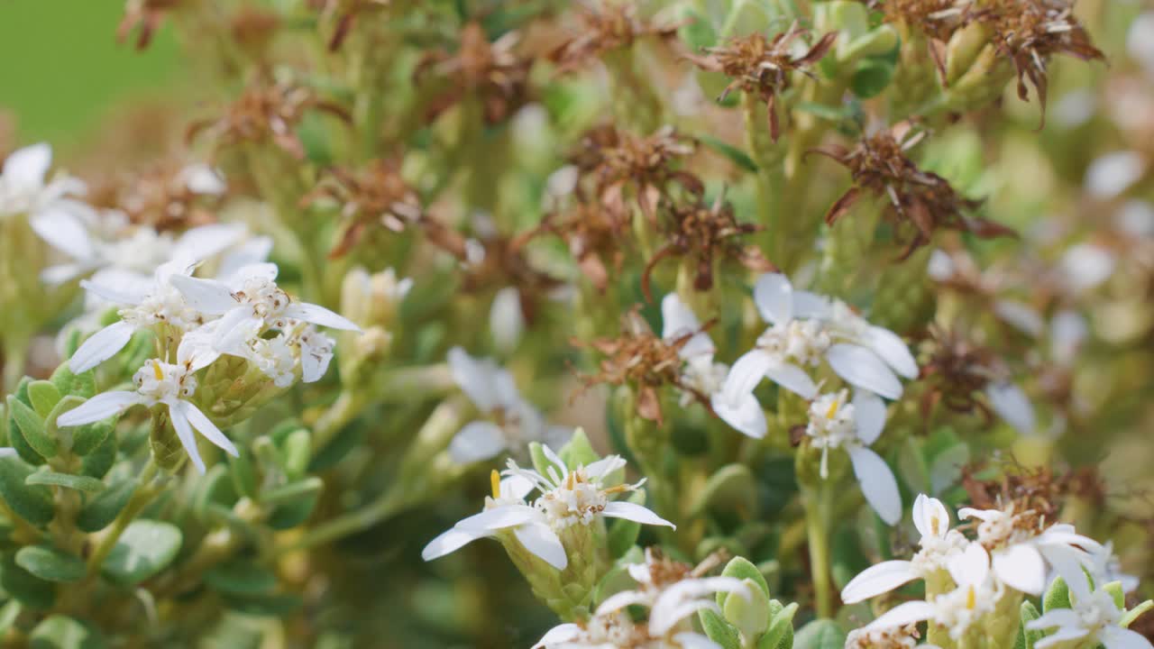 Close-up camera pan over white flowers and green foliage on a bush, soft daylight