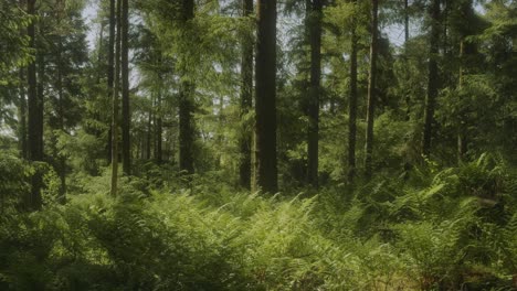 windy british forest on a spring day 4k shot on the sony a7siii + ronin rs 3