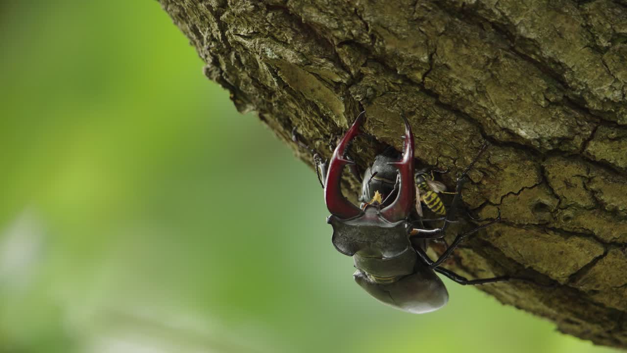 Static shallow focus of stag beetle copulation, male sits on female on tree bark