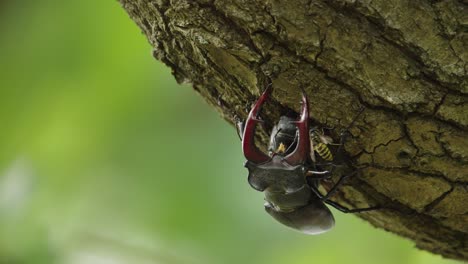 Static-shallow-focus-of-stag-beetle-copulation,-male-sits-on-female-on-tree-bark