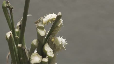 Silk-worm-pupa-in-the-threshing-silk,Natural-white-cocoon-or-silkworm-pupa-,source-of-silk-thread-and-silk-fabric