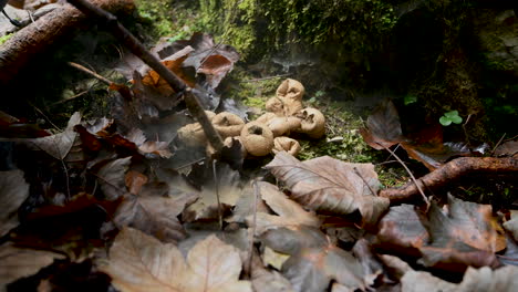 Young-girl,-unrecognizable,-playing-in-forest-and-popping-puffball-mushrooms-with-stick,-4k,-childhood-fun-in-woods,-outdoor-playing,-handheld