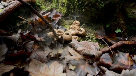 niña, irreconocible, jugando en el bosque y reventando hongos puffball con palo, 4k, diversión infantil en el bosque, jugando al aire libre, de mano