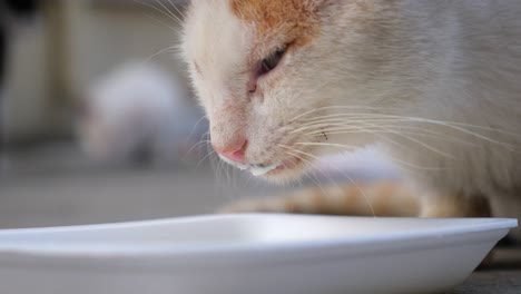 un gato blanco y naranja bebiendo leche de un cuenco