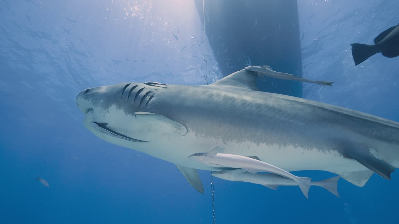 Emma the famous tiger shark swims by and up to the surface with beautiful light in the bahamas at Tiger Beach with a boat at the surface 6