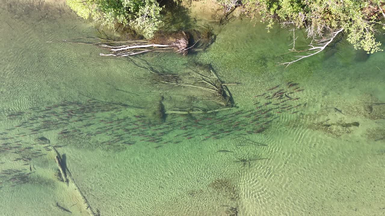 Sockeye salmon swimming in a shallow river in Canada.