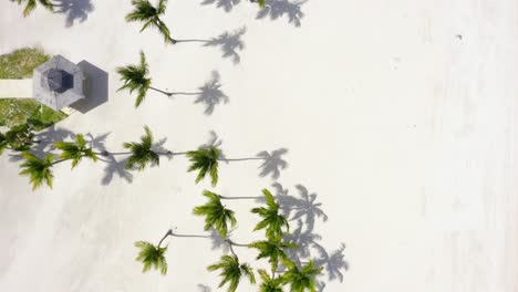 Top-down-view-of-green-tropical-palm-trees,-shadows-and-white-powder-sandy-beach-on-sunny-day,-Cap-Cana,-Dominican-Republic,-directly-above-aerial-approach