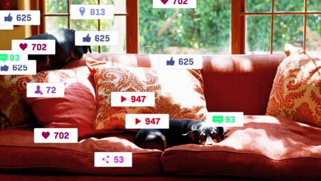 animation of multiple social media icons over two dogs lying on the couch at home