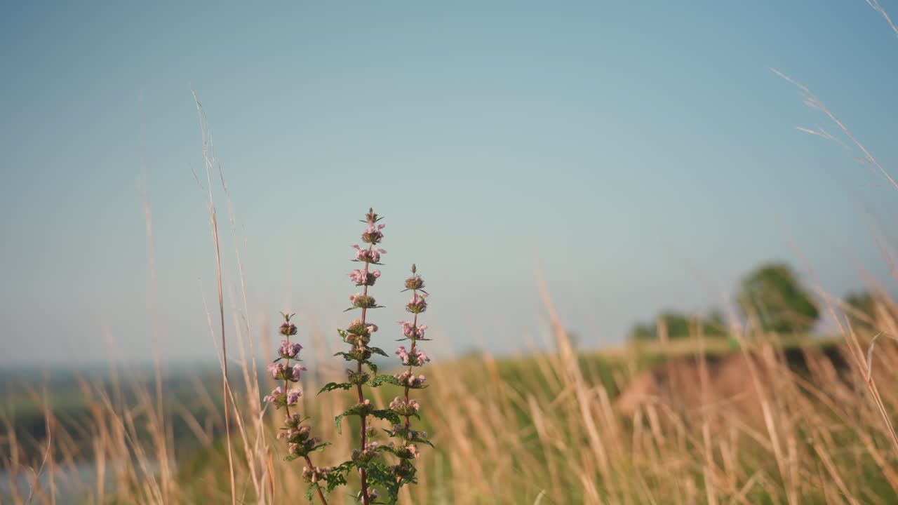 wild flower with purple blossoms grows tall in golden grassy field near blurred river cliff edge under bright clear blue sky, evoking tranquil summer mood in peaceful natural countryside landscape