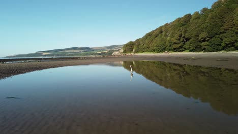 Drohnenaufnahmen,-Die-Sich-Um-Einen-Schwan-Drehen,-Der-Am-Strand-Badet