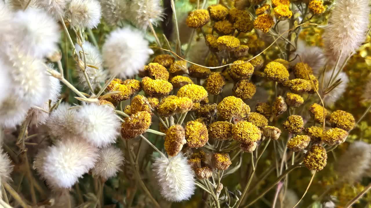 Primo piano di un gruppo di fiori gialli secchi tra morbidi e soffici pappi