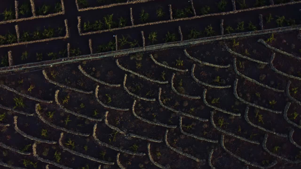 Aerial View Of Vineyard Field Near The Corona Mountain In Lanzarote Island, Spain. ascending drone shot