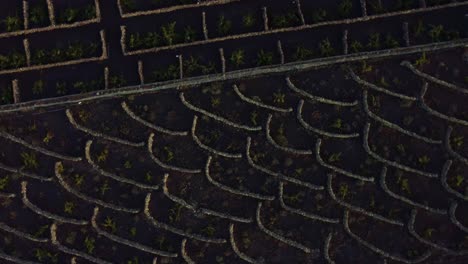 aerial view of vineyard field near the corona mountain in lanzarote island, spain. ascending drone shot