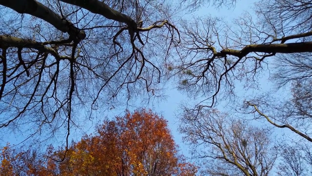 Alberi autunnali sullo sfondo del cielo