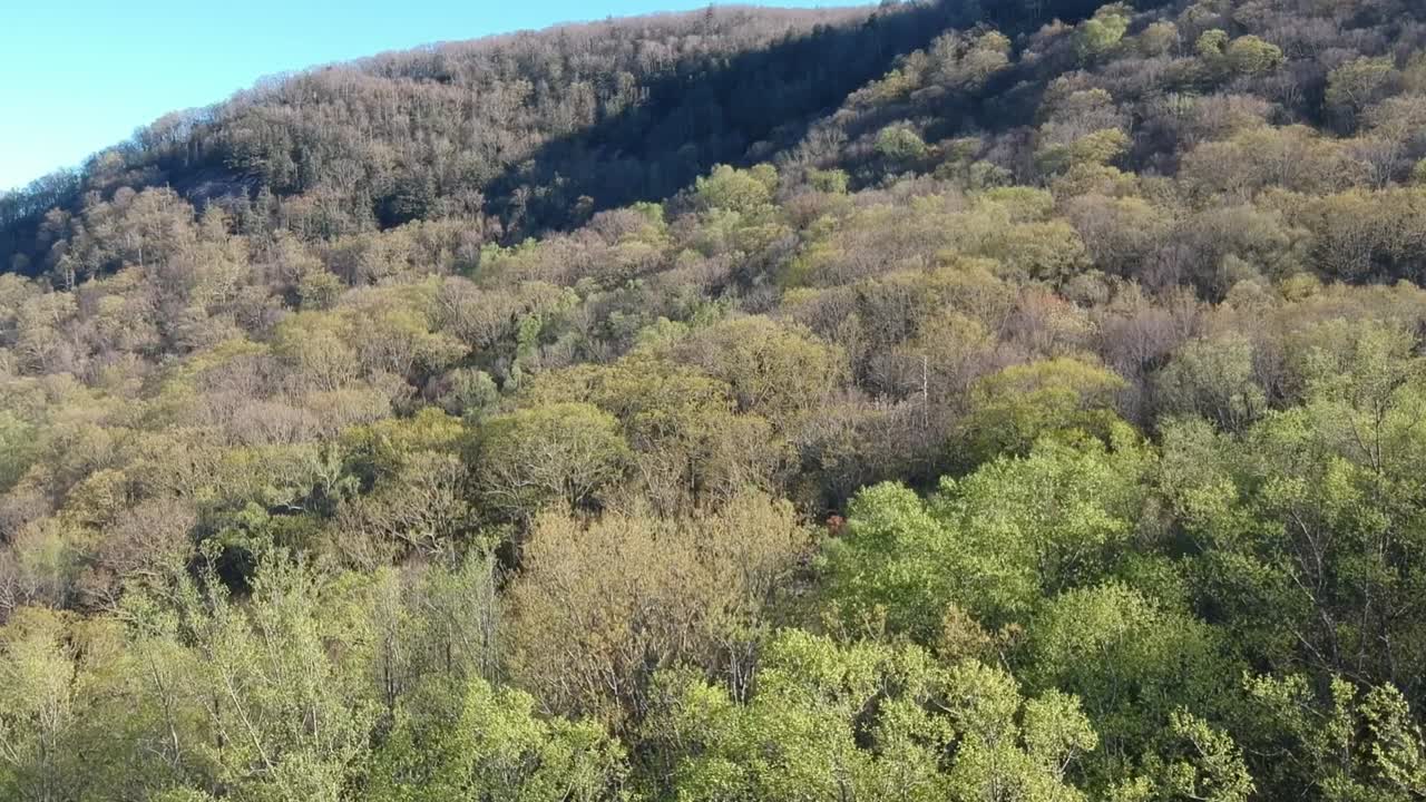 Ripresa con drone con lento avvicinamento su una foresta di montagna.