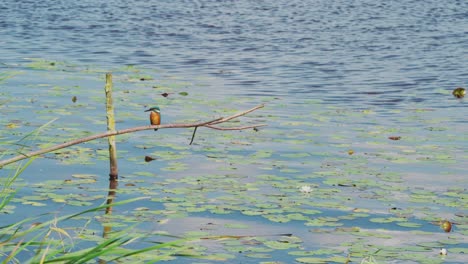 Kingfisher-perched-on-branch-over-idyllic-pond-in-Friesland-Netherlands,-front-view-staring-off-to-left-to-tall-grass-on-water-edge