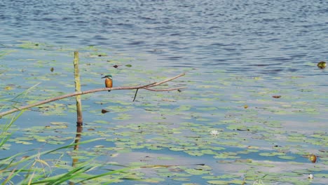 킹피셔 (kingfisher) 는 네덜란드 프리스랜드 (friesland) 의 이릭 연못 위에 있는 나가지에 앉아 있으며, 왼쪽을 바라보는 앞면은 물 가장자리에 있는 높은 풀로 보인다.