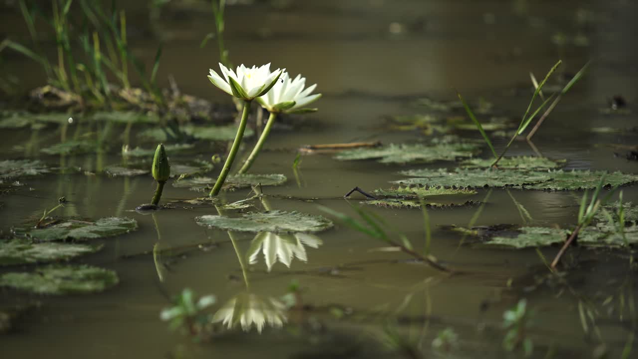 flores de lirio de agua en el embalse de agua