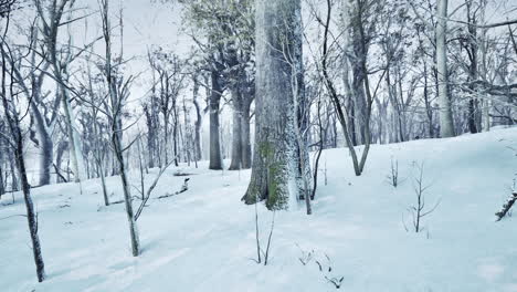 Winterlandschaft-In-Einem-Kiefernwald,-Die-Sonne-Scheint-Durch-Die-Bäume