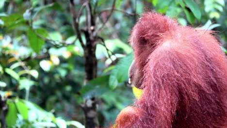 An-orangutan-eats-bananas-in-Borneo