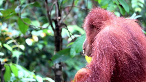 un orangután come plátanos en borneo