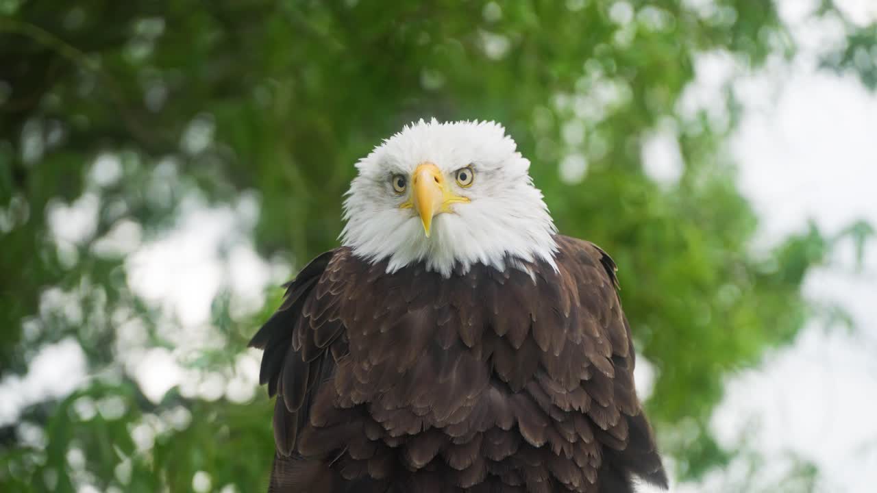 águila calva de cerca mirando a la cámara