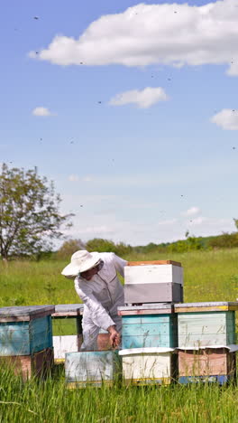 little private apiary in the nature location. apiculturist in white clothes bent over the hive and fumigates bees from a smoker. numerous bee colony flying around him. vertical video