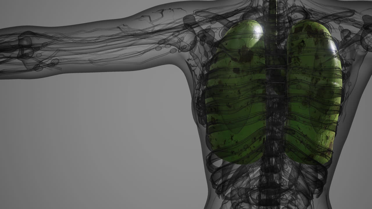 Detailed view of human lungs demonstrating anatomy and respiratory structure