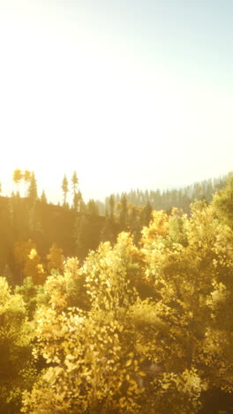 golden hour in the autumn forest