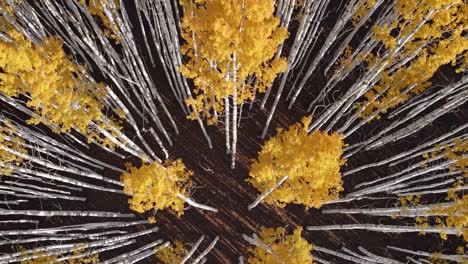 aerial video captures a top-down view of a forest with vibrant yellow treetops, creating a striking