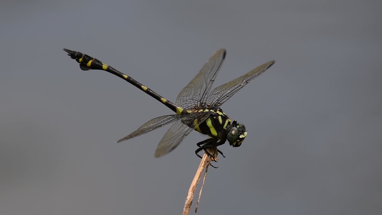 la libélula de cola de brida común se ve comúnmente en tailandia y asia