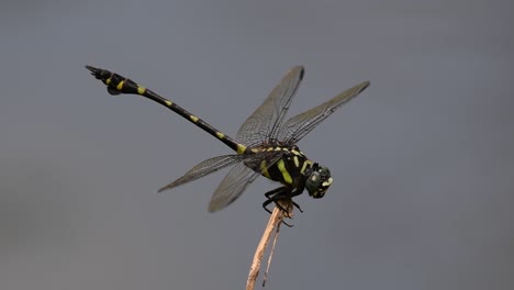 Die-Gemeine-Flanschschwanzlibelle-Kommt-Häufig-In-Thailand-Und-Asien-Vor