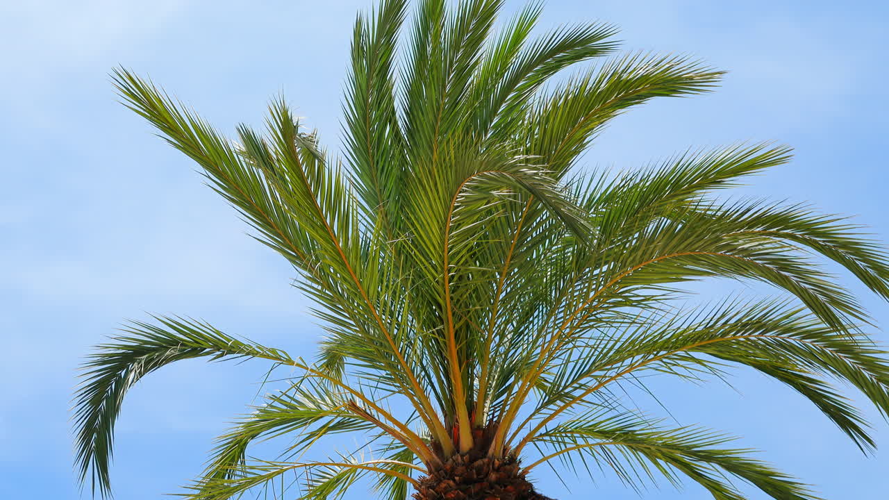 Close up of a palm tree on a blue background