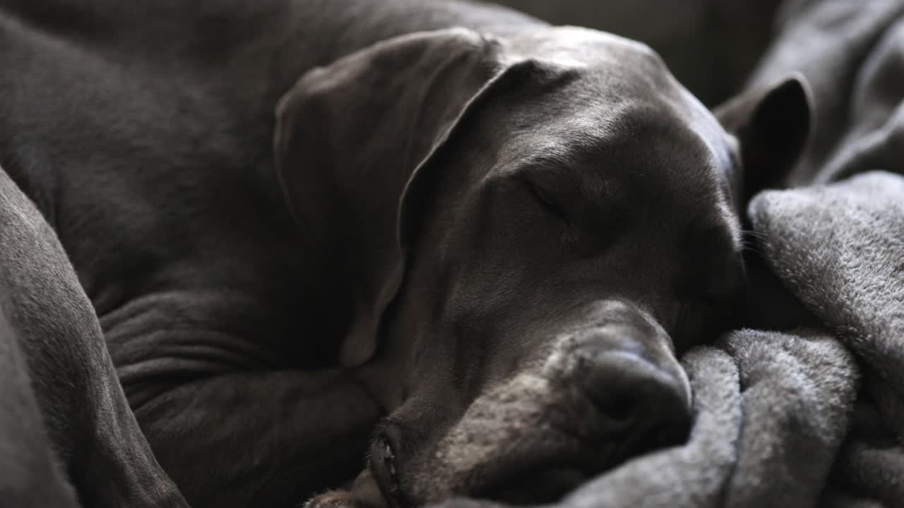 самка голубого дога спит на диване