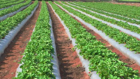 Bandeja-De-Campo-De-Fresas-De-Filas